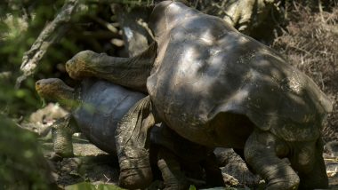 100-Year-Old  Galapagos Tortoise Diego Who Had So Much Sex And Saved His Species From Extinction Will Now Retire
