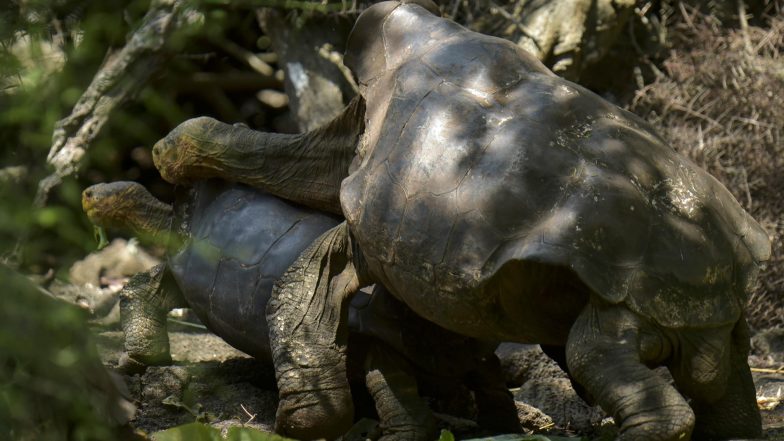 100-Year-Old  Galapagos Tortoise Diego Who Had So Much Sex And Saved His Species From Extinction Will Now Retire