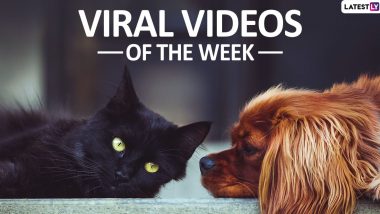 Viral Videos of the Week: From White Claw Slushies to Big Poppa, the Sad Bulldog, Watch 7 Clips That Kept Netizens Busy This Week