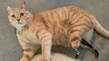 Cat Gets Prosthetic Limbs After After Car Ran Over Its Hind Legs; Becomes Popular on Social Media (See Pics & Videos)