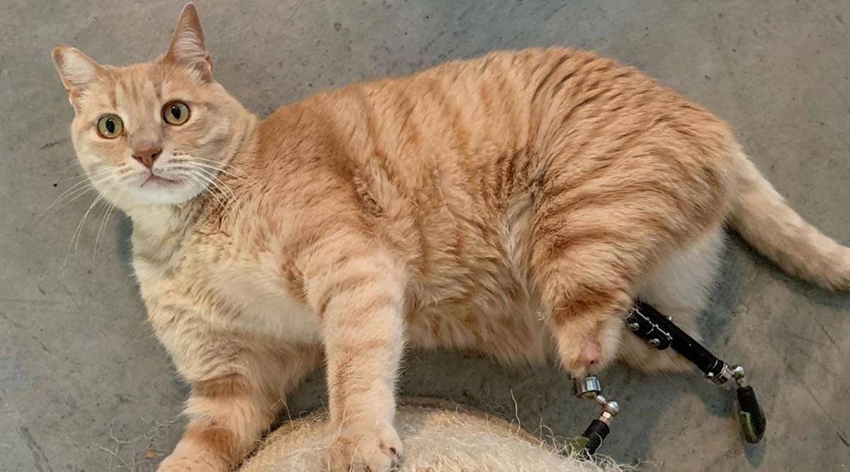 Cat Gets Prosthetic Limbs After After Car Ran Over Its Hind Legs