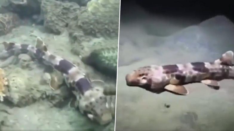 Four New Species of Walking Sharks Discovered off Northern Australia and New Guinea Coasts (Watch Video)