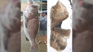 50-Year-Old Massive Fish Weighing 350-Pounds Caught in Southwest Florida (See Pics)