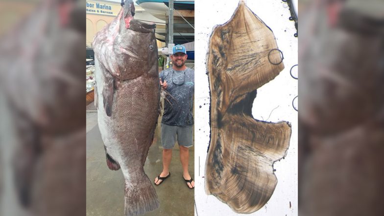 50-Year-Old Massive Fish Weighing 350-Pounds Caught in Southwest Florida (See Pics)