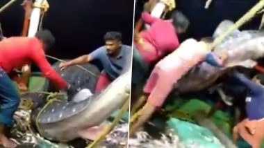 Kozhikode Fishermen Release Giant Endangered Whale Shark Back in The Sea, Watch Viral Video From Kerala