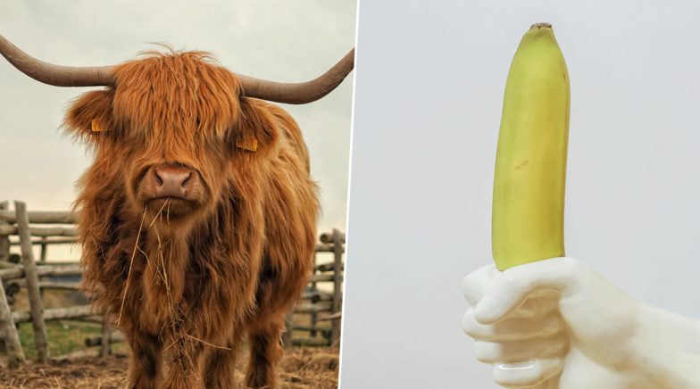 Man Has an Erect Penis for Three Days After Taking Sexual Stimulant Used for Breeding Bulls to Have Sex; What Is Priapism?