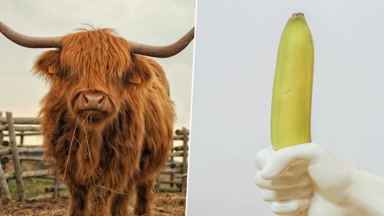 Erect Penis for Three Days! Man Takes Sexual Stimulant Used for Breeding Bulls to Have Sex and Lands In The Hospital; What Is Priapism?