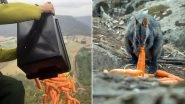 Australia Bushfire Crisis: Authorities Airdrop Carrots and Sweet Potatoes for Animals Stranded in Wildfires, See Pics and Videos