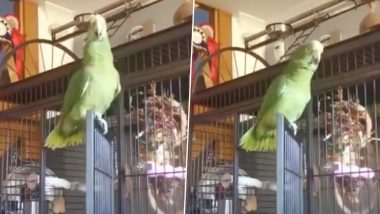 Parrot Sings ‘Baby Shark’ and Dances to Catchy Tune! Viral Video of Bird Will Beat Your Mid-Week Blues