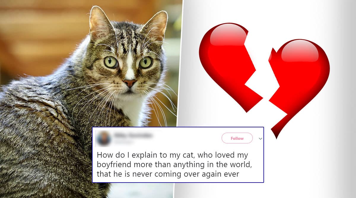 Woman’s Cat Loved Her Boyfriend More, Twitterati Comes to Rescue With