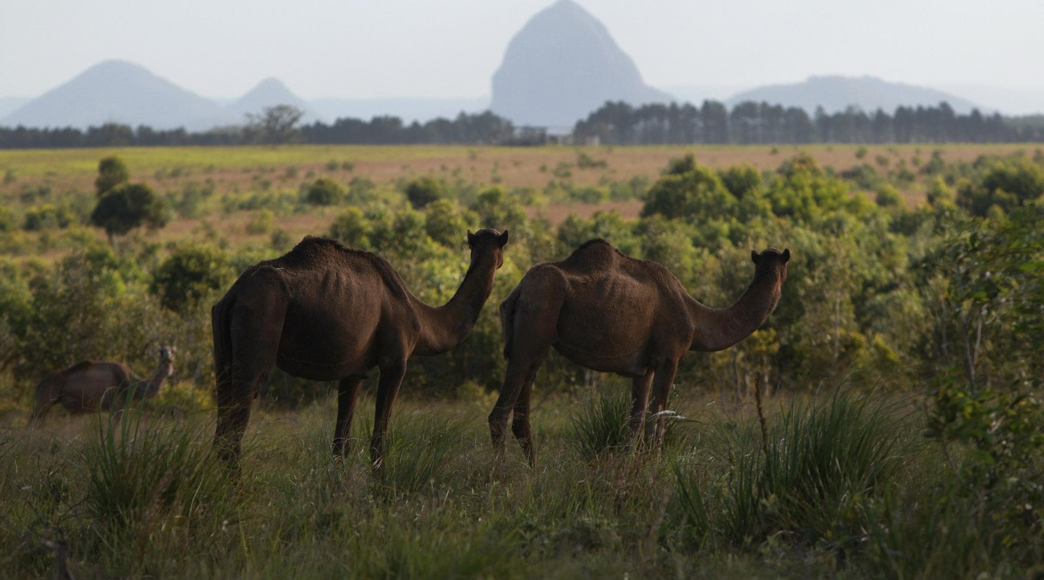 Australia Kills 5000 Camels Within 5 Days For Drinking Excess Water in Drought-Affected Regions Australia Kills 5000 Camels Within 5 Days For Drinking Excess Water in Drought-Affected Regions