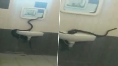 Cobra Seen Inside Girls Hostel of Bharathiar University Campus in Coimbatore, Watch Video