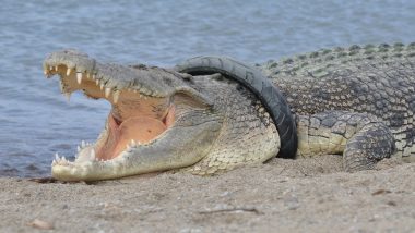 Indonesia Takes Off The Contest to Remove Tyre Stuck Around Crocodile's Neck After Getting No Response