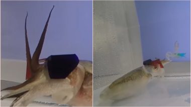 Cuttlefish Wearing Tiny 3D Glasses Helps Scientists to Know How They See and Strike Prey, Watch Video