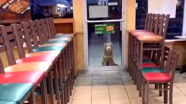 Stray Dog Nicknamed ‘Subway Sally’ Visits Sandwich Store in US Every Night for a Year to Have Dinner (Watch Viral Video)