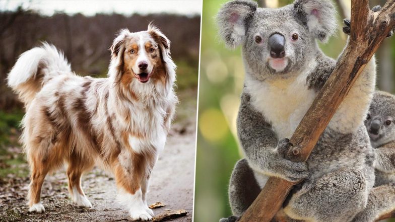 Australia Bushfires: ‘Taylor’ the Dog Goes Viral for Rescuing Koalas Sniffing Their Poop! Other Times Canines Helped Saving Animals From the Wildfires (Watch Videos)