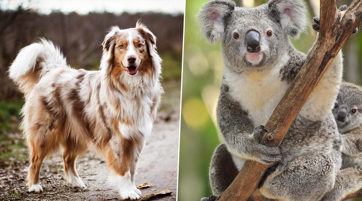 Australia Bushfires: ‘Taylor’ the Dog Goes Viral for Rescuing Koalas Sniffing Their Poop! Other Times Canines Helped Saving Animals From the Wildfires (Watch Videos) Australia Bushfires: ‘Taylor’ the Dog Goes Viral for Rescuing Koalas Sniffing Their Poop! Other Times Canines Helped Saving Animals From the Wildfires (Watch Videos)