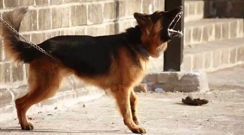 Farmer in MP's Chhindwara, Upset With Son, Names Pet Dog as Heir to Two-Acre Ancestral Land