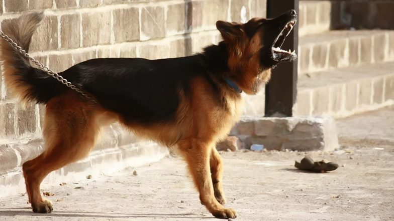 Farmer in MP's Chhindwara, Upset With Son, Names Pet Dog as Heir to Two-Acre Ancestral Land