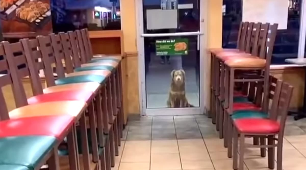 Stray Dog Nicknamed ‘Subway Sally’ Visits Sandwich Store in US Every Night for a Year to Have Dinner (Watch Viral Video) Stray Dog Nicknamed ‘Subway Sally’ Visits Sandwich Store in US Every Night for a Year to Have Dinner (Watch Viral Video)