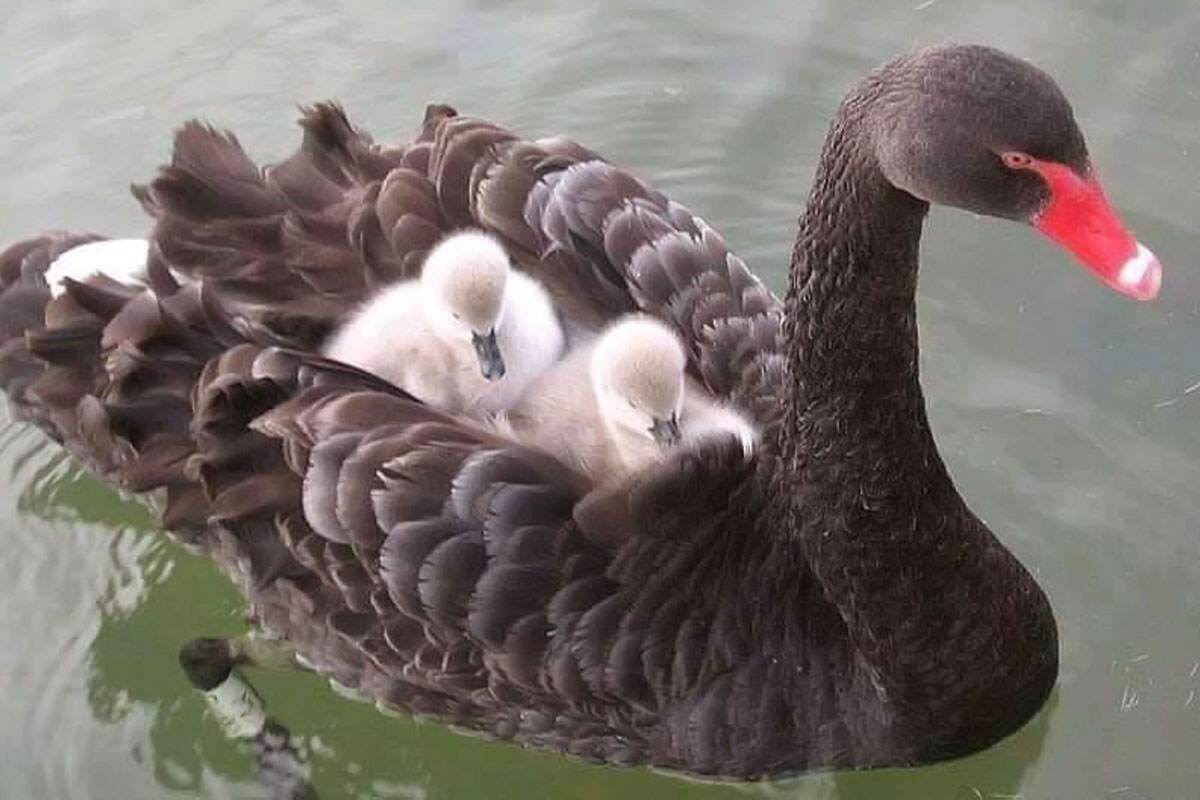 Black coloured ducks carries its ducklings Black coloured ducks carries its ducklings