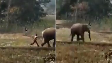 Man Hits Innocent Elephant and Runs Away! Video of Ruthless Human Behaviour Angers the Internet