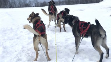 Pet Dog’s First Sled Run Videos Go Viral, Twitter Thread Documents Leap, the Husky’s New Adventures
