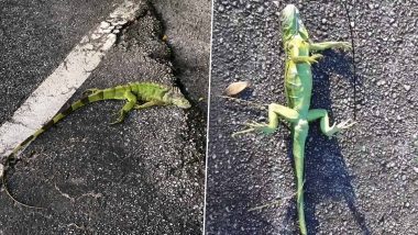 Iguanas Are Falling off Trees AGAIN! Viral Images and Videos Show Frozen Reptiles Losing Their Grip Due to Extreme Cold in Florida