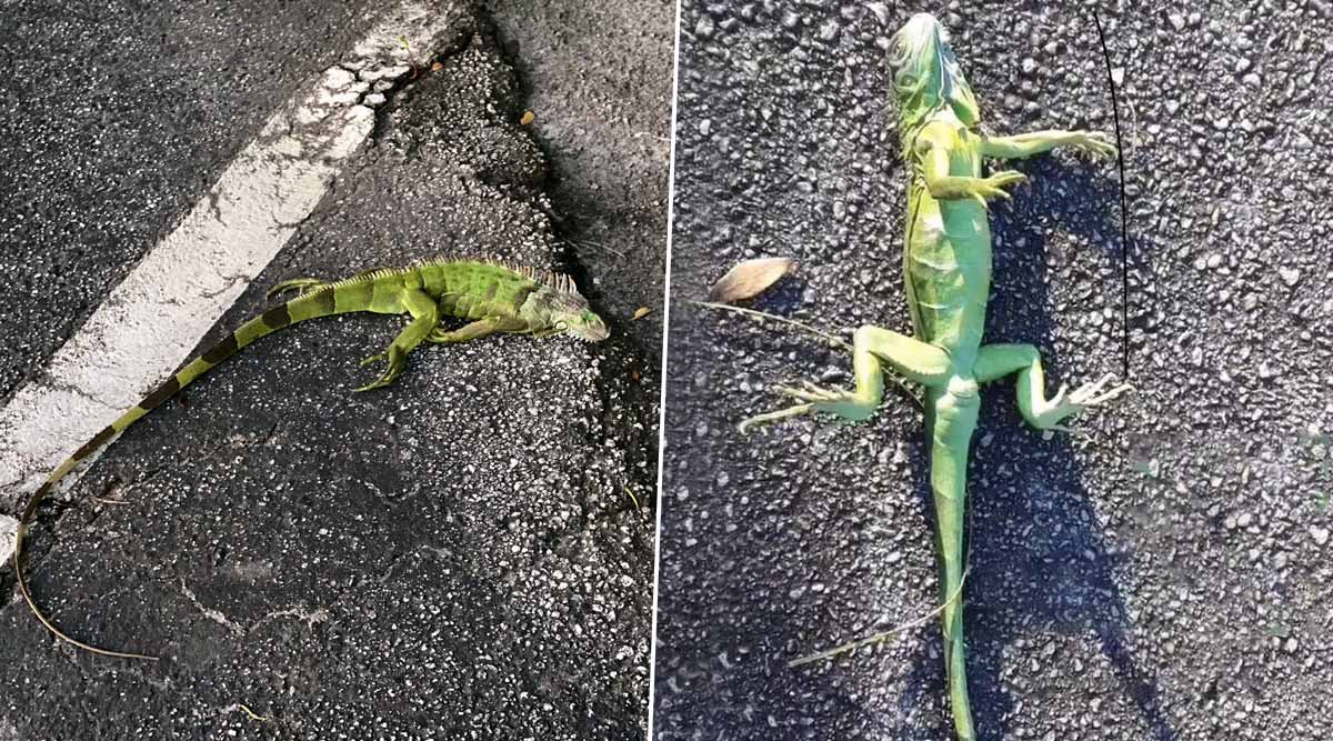 Iguanas Are Falling off Trees AGAIN! Viral Images and Videos Show Frozen Reptiles Losing Their Grip Due to Extreme Cold in Florida Iguanas Are Falling off Trees AGAIN! Viral Images and Videos Show Frozen Reptiles Losing Their Grip Due to Extreme Cold in Florida