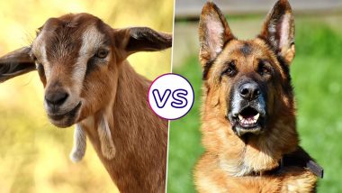 Lincoln the Goat vs Sammy the Dog: Vermont Town Residents Are Set to Pick a Pet for Its New Mayor