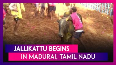 Jallikattu, The Traditional Bull-Taming Sport Begins In Tamil Nadu’s Madurai