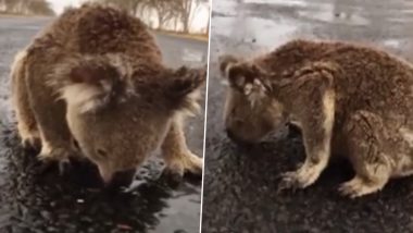 Australia Fires: Thirsty Koala Licks Rainwater Off Road As Heavy Rains Bring Some Relief (Watch Video)