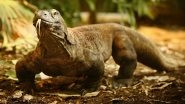 Komodo Dragon Tries to Have Sex With Hidden Cameras, Tears the Equipment Installed for BBC&rsquo;s Spy in the Wild II Shoot