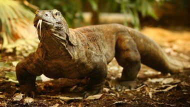 Komodo Dragon Tries to Have Sex With Hidden Cameras, Tears the Equipment Installed for BBC’s Spy in the Wild II Shoot