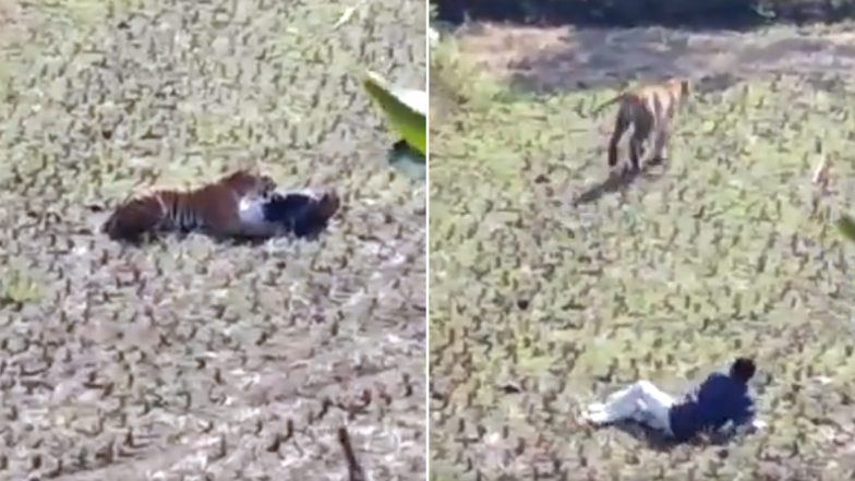 Maharashtra: Man Fakes Death to Save Himself From Tiger, Spine-Chilling Video Goes Viral