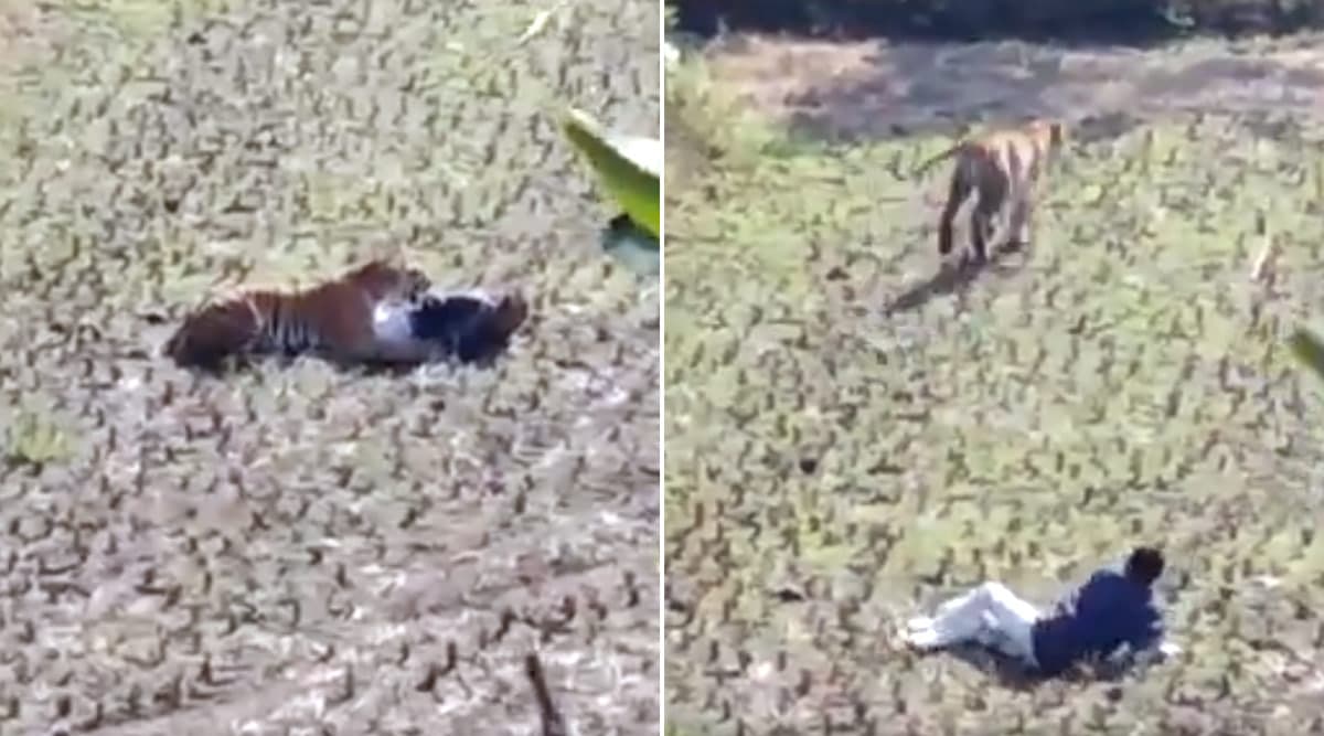 Maharashtra: Man Fakes Death to Save Himself From Tiger, Spine-Chilling Video Goes Viral Maharashtra: Man Fakes Death to Save Himself From Tiger, Spine-Chilling Video Goes Viral