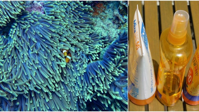 Palau Becomes First Nation to Ban Sunscreen to Protect Coral Reefs