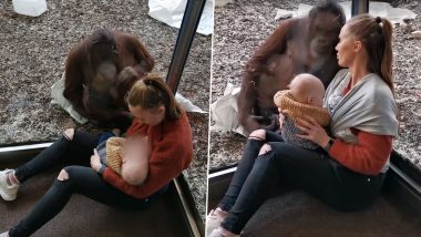Female Orangutan Offers Support to Breastfeeding Mom at Austria Zoo, Emotional Video Goes Viral