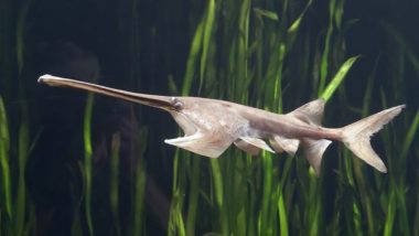 Ancient Chinese Paddlefish, One of World’s Largest Fish, Is Officially Extinct and There Is No Hope to Bring It Back!