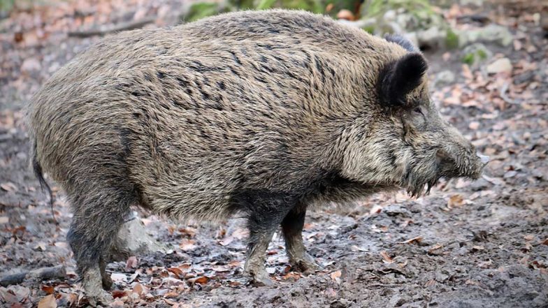 Missing Polish Farmer Was Eaten by His Own Pigs, Neighbours Discover Bones in Yard