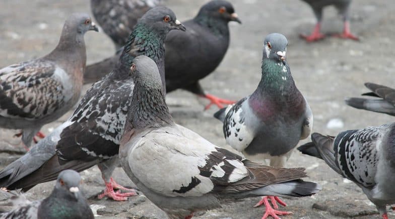Pigeon Droppings Causes  Lung Failure in Two Mumbai Women: From E.Coli to Cryptococcosis, 6 Diseases and Infections Linked With the Bird's Poop