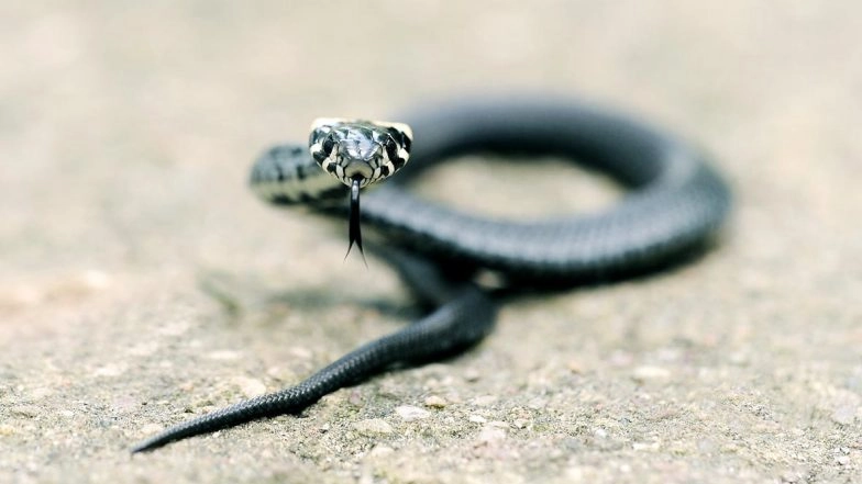 Bihar Shocker: Drunk Man Chews Baby Snake in Revenge After It Bites Him on His Leg in Nalanda, Dies Next Day