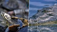 Teenager Jumps in Ocean to Save a Struggling Turtle, Crocodile Attacks and Snatches it Away