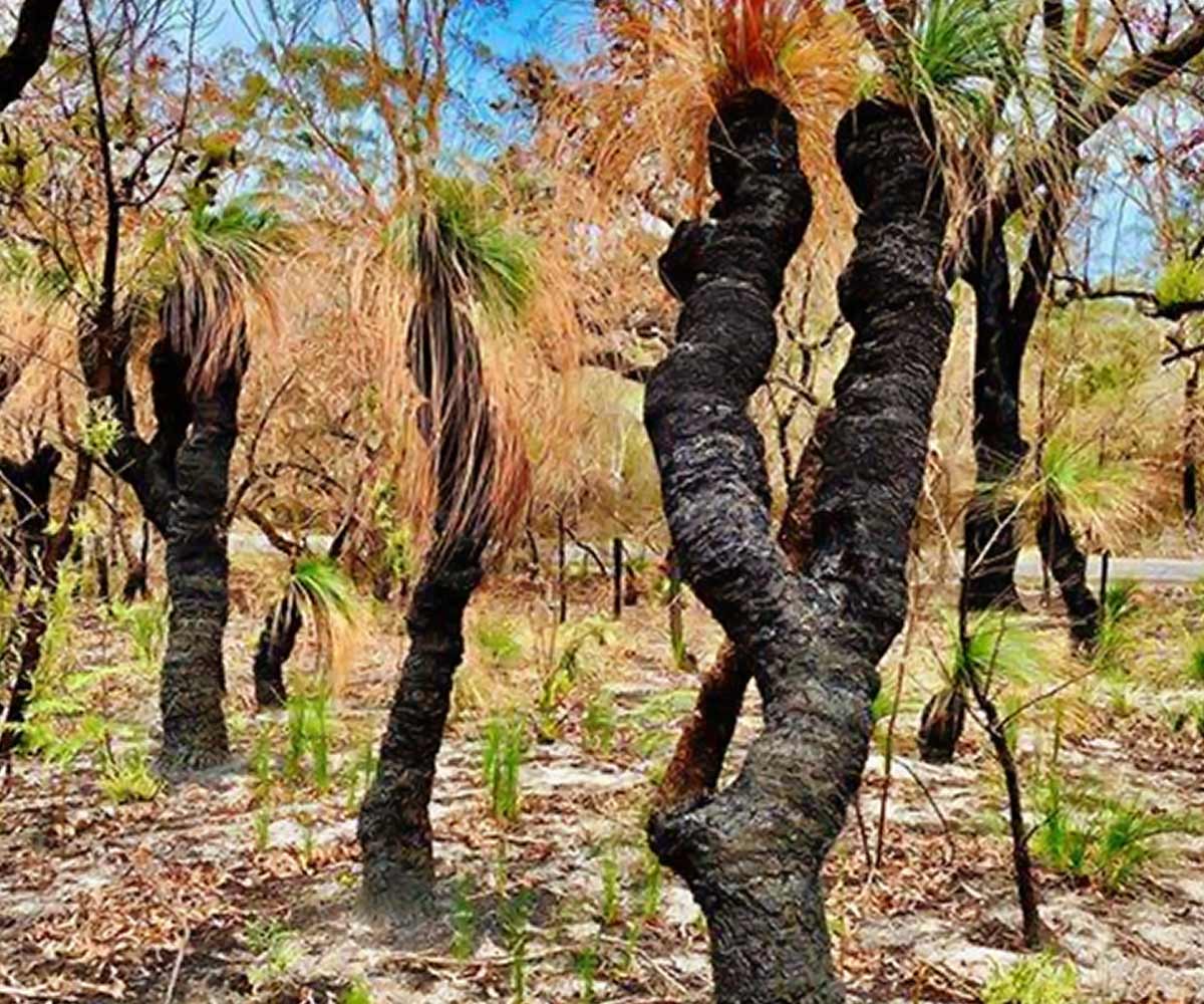 Beautiful nature bouncing back after the crisis Beautiful nature bouncing back after the crisis