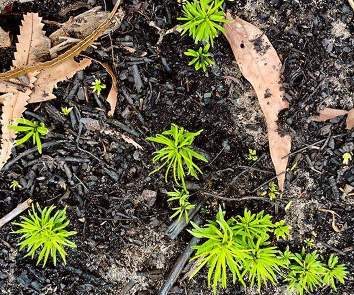 Green leaves against the charred soils. Green leaves against the charred soils.