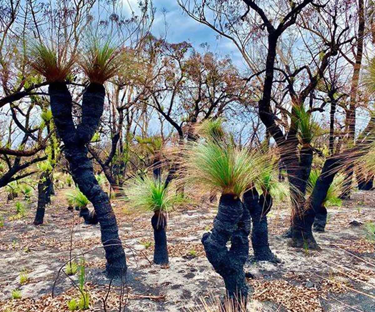 Nature bounces back after the raging bushfires. Nature bounces back after the raging bushfires.