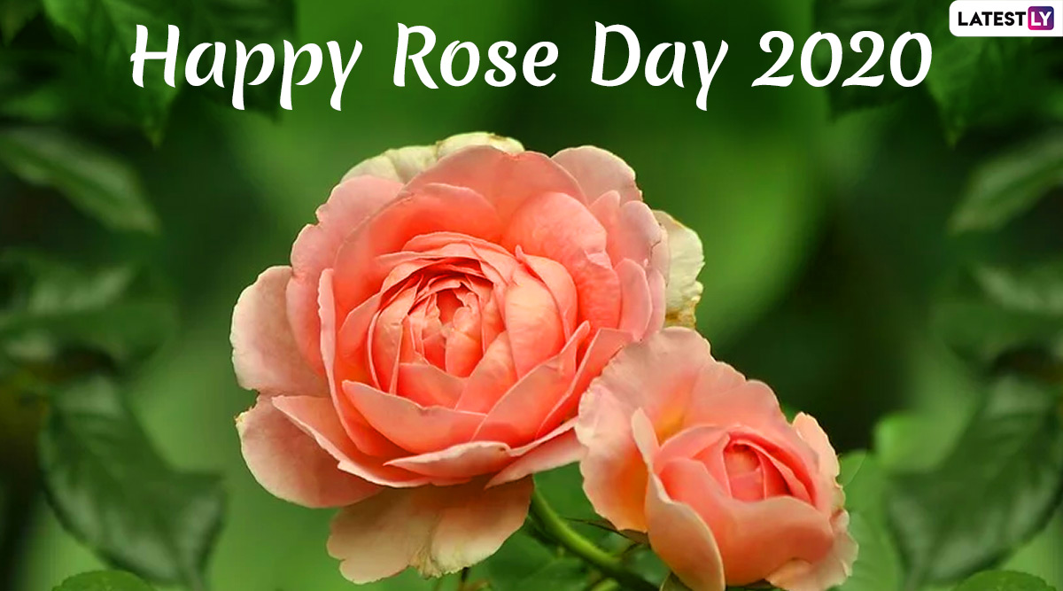 Rose Day 2020 HD Images and Wallpapers for Wife & Husband ...