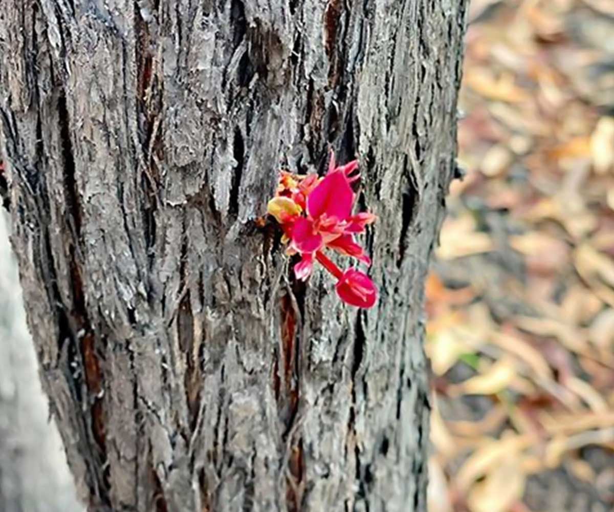 Flower blooms from a tree after the fire. Flower blooms from a tree after the fire.