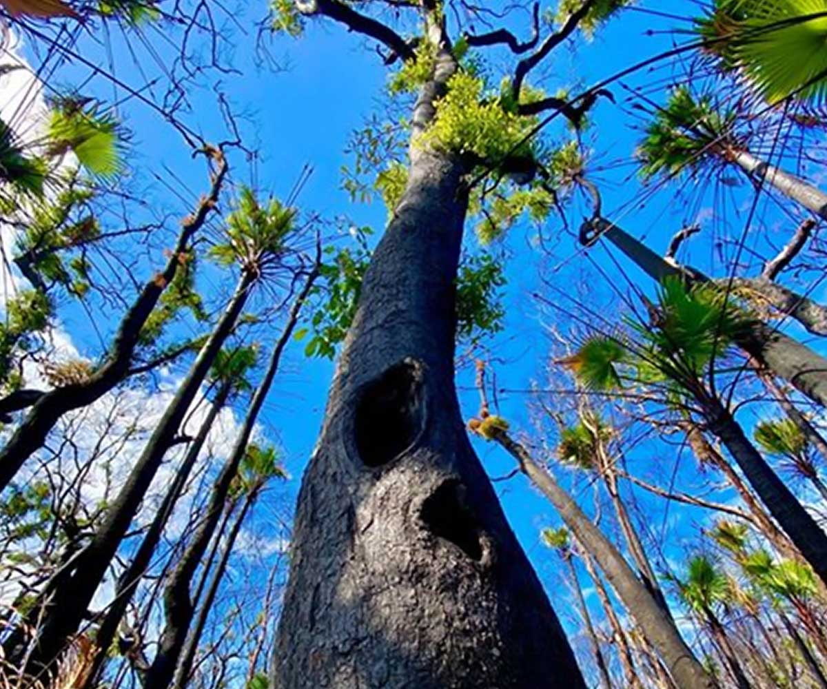 Trees flourishing in New South Wales after Australian bushfires. Trees flourishing in New South Wales after Australian bushfires.