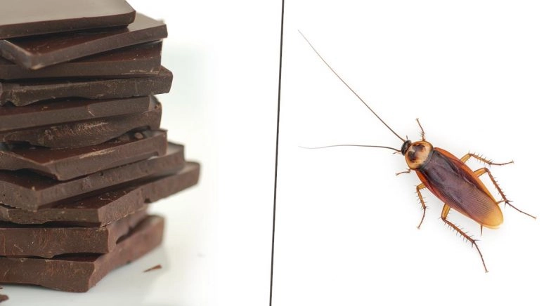 Homoeopathic Practitioner Says FDA Permits 4g of Cockroach in 100g Chocolate; Viral Video Faces Flak Online